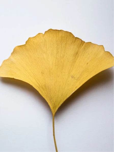 Folha de ginkgo amarelo, representando o gel antioxidante ginkgo para cuidados com a pele